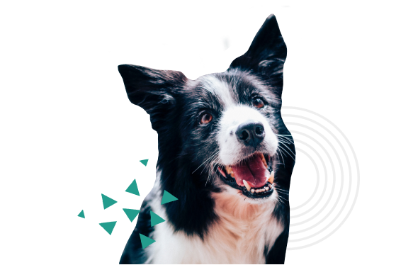 Cita para tratamiento de cáncer en perros, agenda tu consulta en nuestra clínica