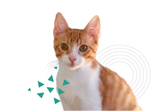 Conoce a nuestro equipo de expertos en oncología veterinaria Imagen de gato como símbolo de cuidado veterinario oncológico, representando la atención a las mascotas