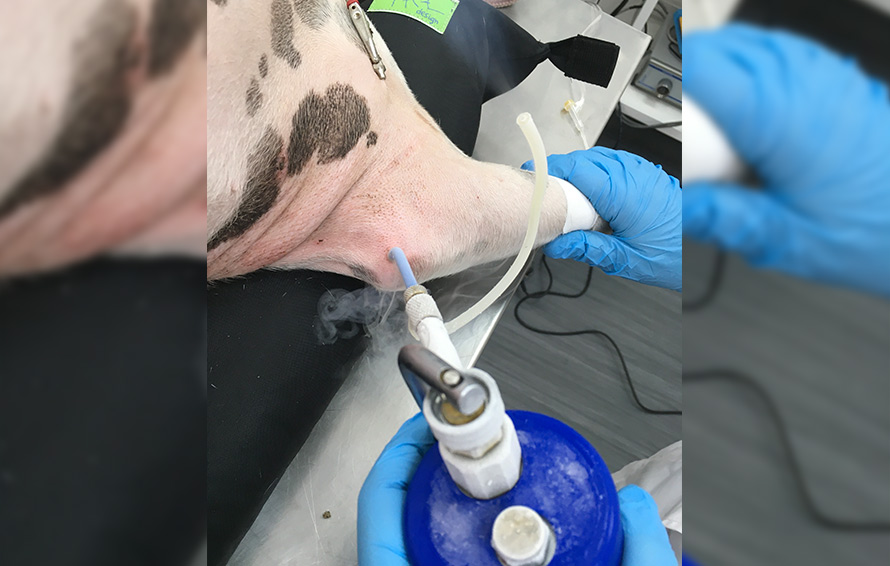 Criocirugía en animales: Tratamiento de tumores con frío extremo en nuestra clínica veterinaria Imagen de un veterinario aplicando criocirugía para tratar tumores en animales