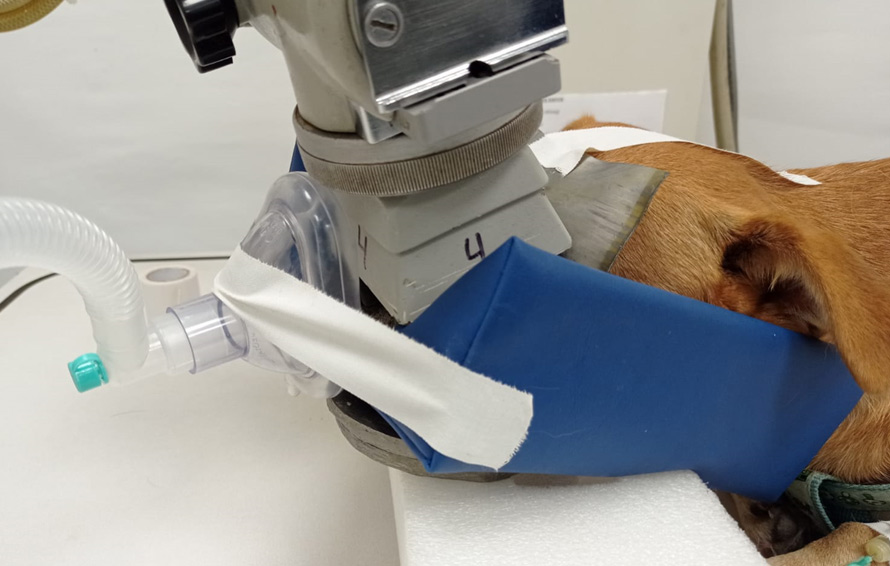 Tratamiento de cáncer en mascotas: Radioterapia en clínica veterinaria especializada Imagen de un perro recibiendo radioterapia para tratamiento oncológico en una clínica veterinaria