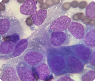 Resultados de análisis en laboratorio confirmando la presencia de neoplasias de vejiga en una mascota