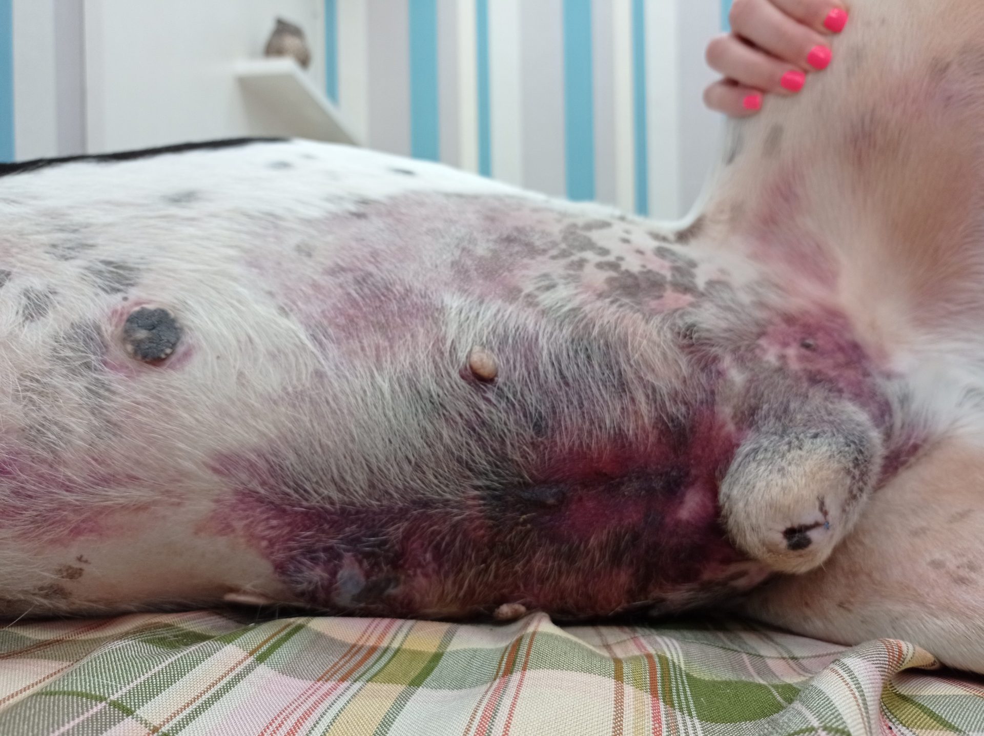 Imagen de un perro en consulta veterinaria de emergencia para diagnóstico oncológico