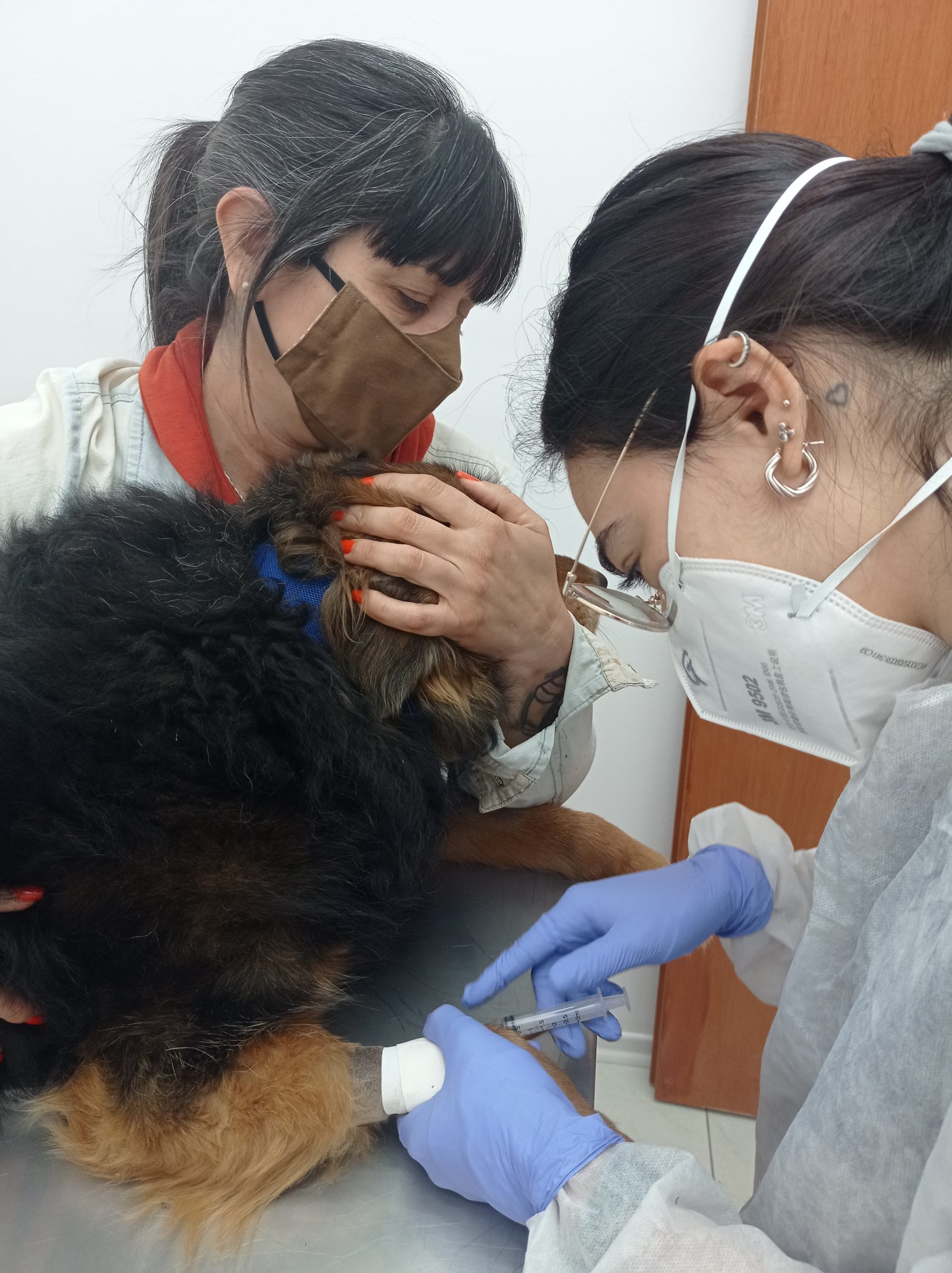 Veterinarias ofreciendo quimioterapia a un perro en nuestra clínica especializada Veterinarias cuidando a un perro en tratamiento de quimioterapia, atención oncológica para mascotas