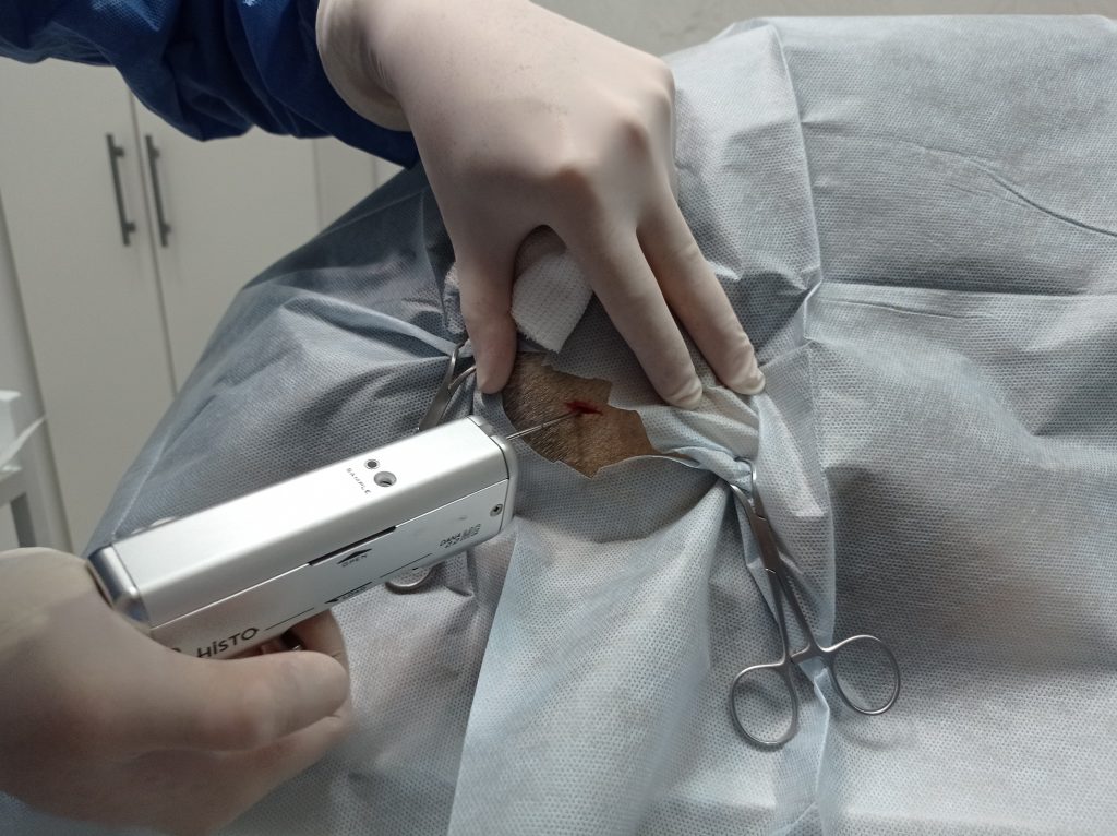 Citología ecoguiada para diagnóstico oncológico en animales: Veterinario realizando procedimiento