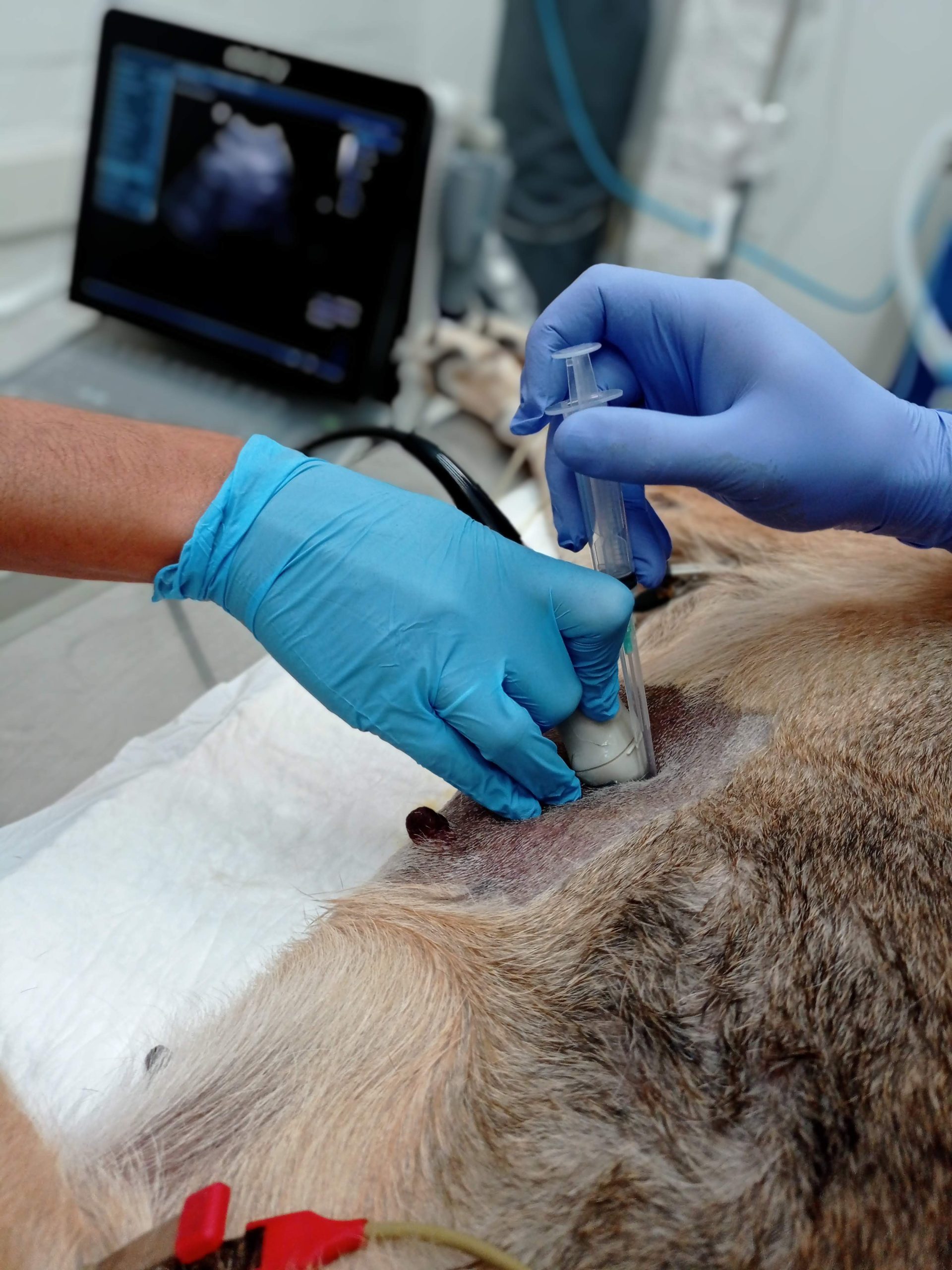 Imagen de un veterinario realizando una biopsia ecoguiada en un perro o gato para diagnóstico oncológico