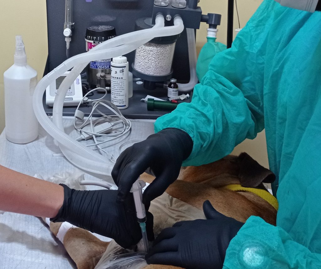 Procedimiento de citología y biopsia ecoguiada, veterinario obteniendo muestra para análisis en una mascota